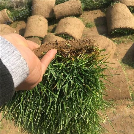 春熙农业供应草皮 现发现起苗 耐践踏易管理 绿化草皮